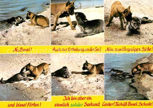 Hunde Boxer Seehund  Nordseestrand