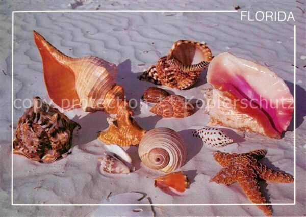Meerestiere Sea Shells Florida