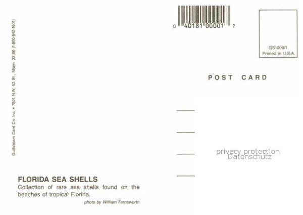 Meerestiere Sea Shells Florida – Bild 2