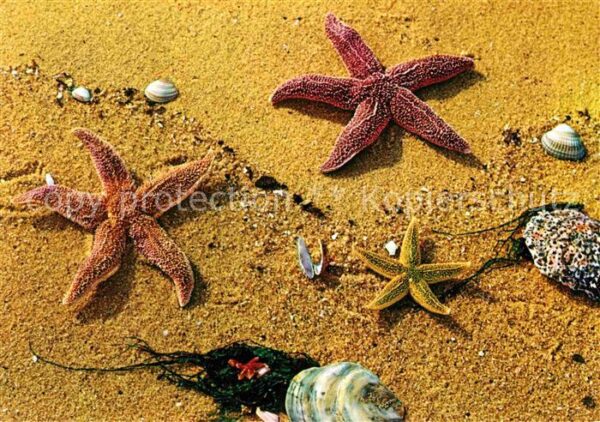 Meerestiere Sylt Seesterne Muscheln