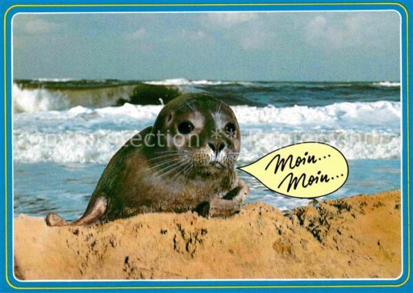 Seehunde Robben