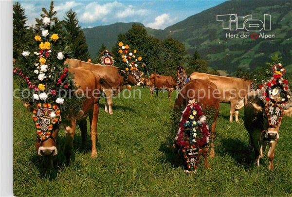 Kuehe Almabtrieb Tirol