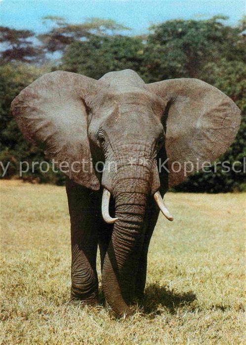 Elefant Afrikanischer Steppenelefant