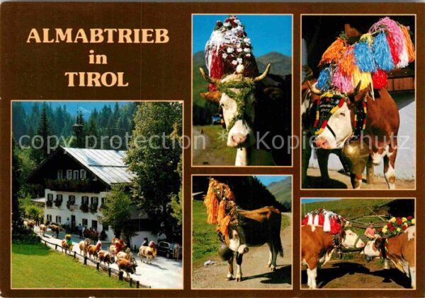 Kuehe Almabtrieb Tirol