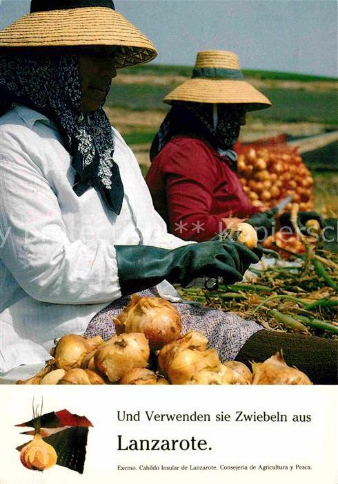 Landwirtschaft Zwiebel Lanzarote