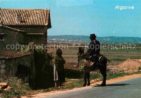 Esel Tiere Algarve