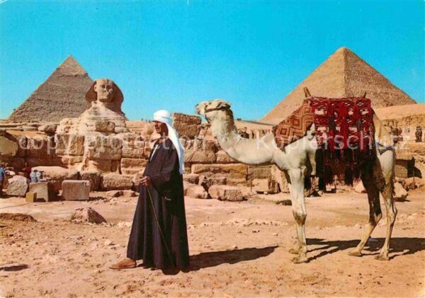 Kamel  Camel Chameau Giza Sphinx Pyramids Cheops Chephren