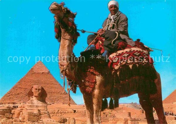 Kamel  Camel Chameau Giza Camel Driver Sphinx Khafre Pyramid