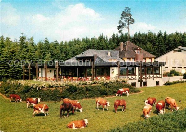 Bad Duerrheim WaldCafe Kühe
