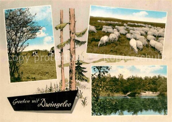 Dwingeloo Landschaftspanorama Schafherde