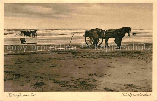 Katwijk aan Zee Schelpenvisschers Muschselfischer Pferd