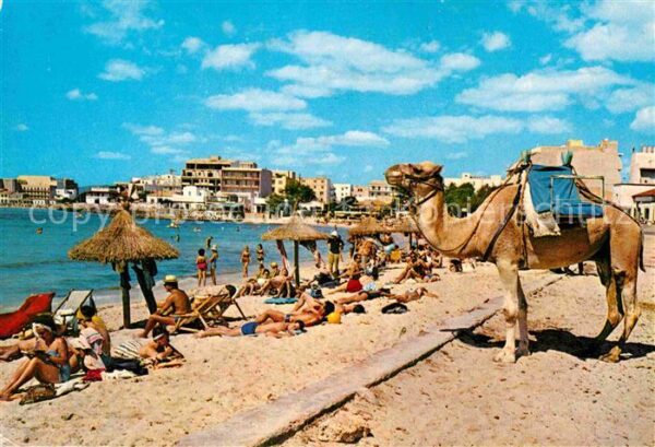Can Pastilla Palma de Mallorca Playa Strand Kamel