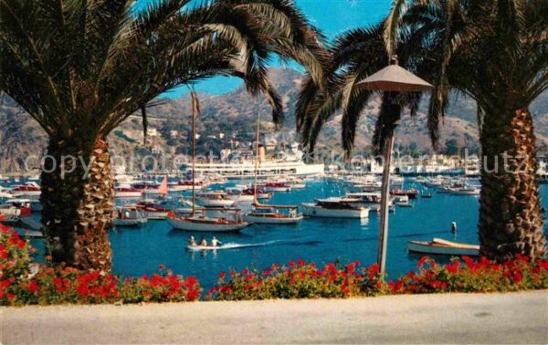 Catalina Island Avalon Bay Palm trees