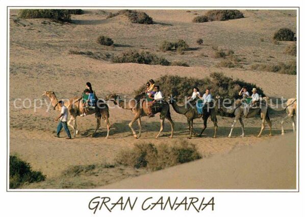 Kamel  Camel Chameau Gran Canaria Camellos Dunas