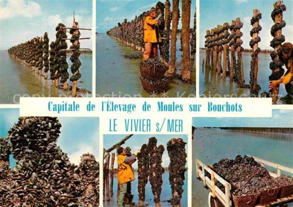 Fischerei Elevage de Moules sur Bouchots Vivier s