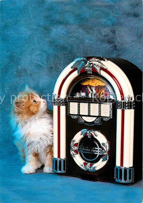 Katzen Musikbox