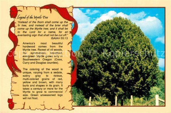 Baeume Trees Legend of the Myrtle Tree Oregon