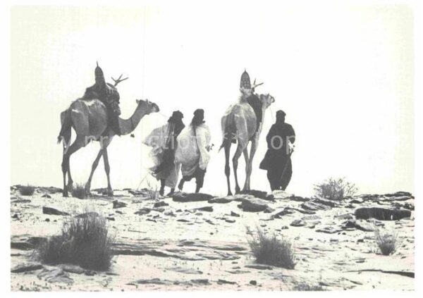 Kamel  Camel Chameau Twareg Reitkamelen