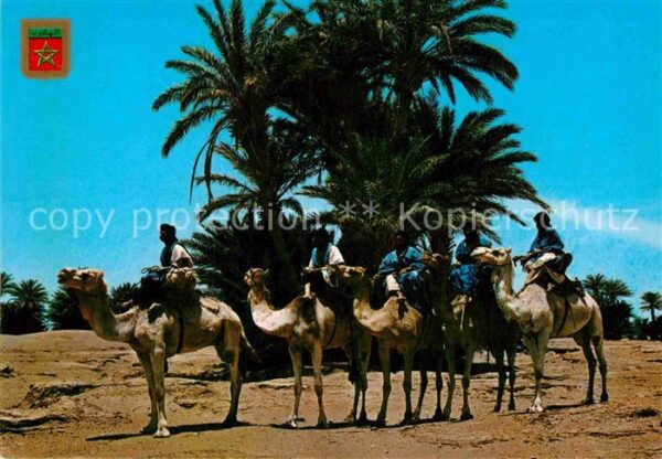 Kamel  Camel Chameau Maroc Caravane de Meharistas de M'Hamid