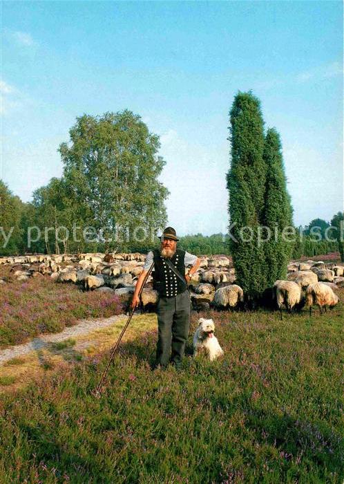Schafe Heidschnuckenherde Schäfer Hund