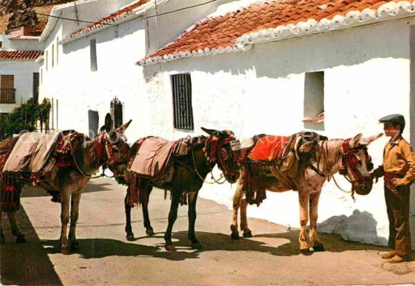 Esel Tiere Burros-Taxi Costa del Sol Mijas