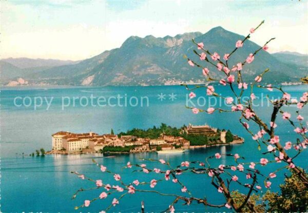 Isola Bella Lago Maggiore Panorama Baumblüte Alpen