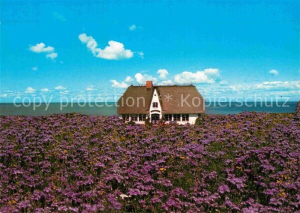 Westerland Sylt Haus im Blütenmeer