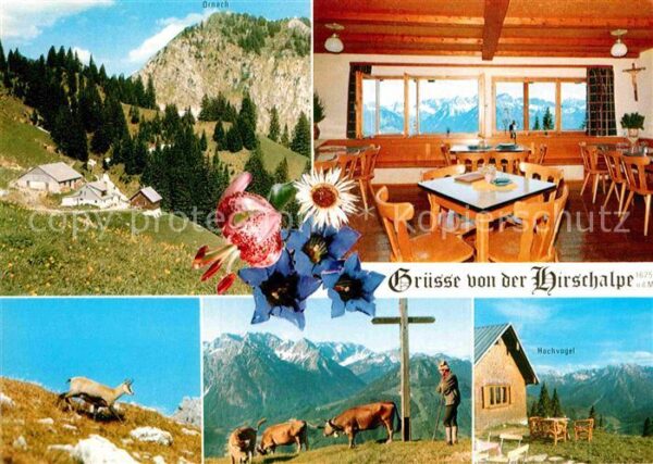 Oberjoch Hirschalpe Gemse Almvieh Kreuz Hochvoge
