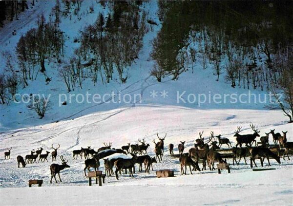Kleinsoelk Wildfütterung Breitlahn im Winter
