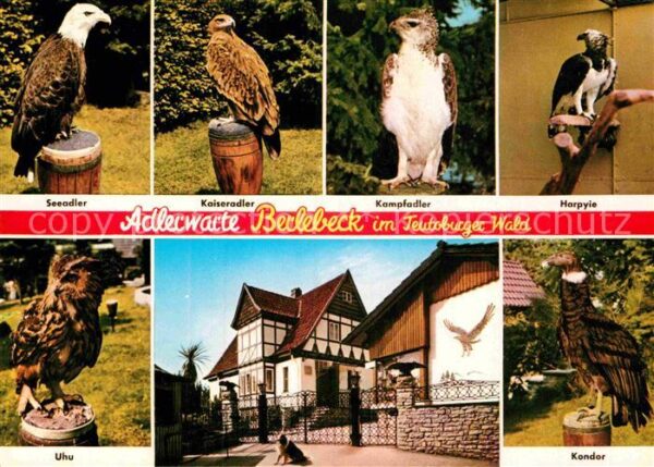 Berlebeck Adlerwarte Teutoburger Wald Greifvögel