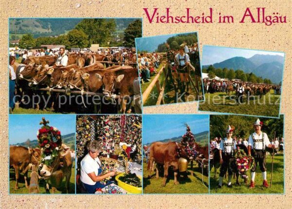 Kuehe Viehscheid Almabtrieb Allgäu