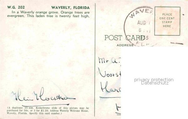 Waverly Florida Orangen Ernte – Bild 2