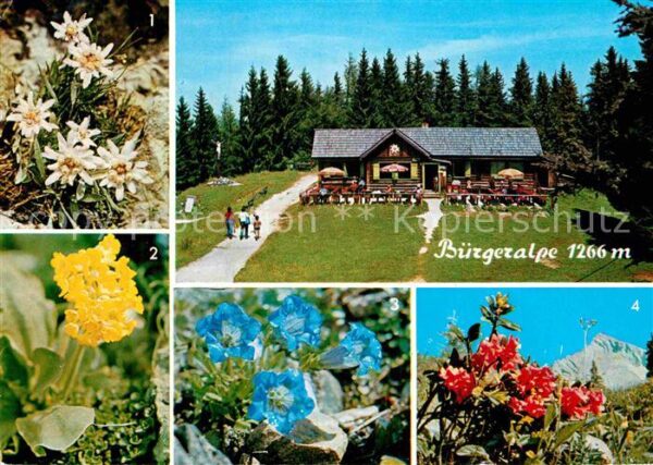Mariazell Steiermark Bürgeralpe Alpenflora