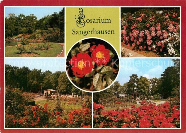 Sangerhausen Suedharz Rosarium Rosenhang Belinda Moschata Ein