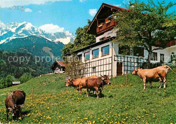 Mittenwald Bayern Pfeiffer Alm Kühe