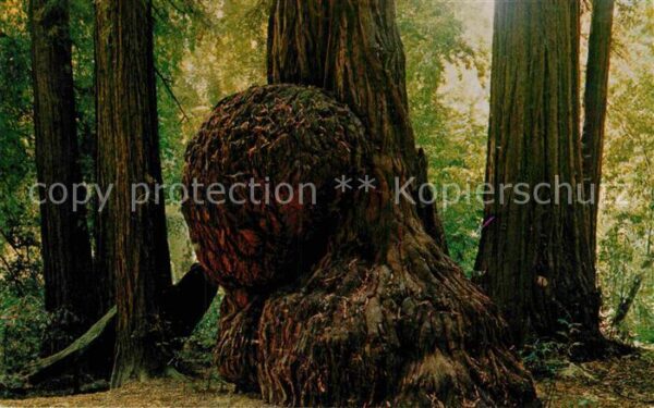 Baeume Trees Giant Burl Henry Cowell Redwoods State