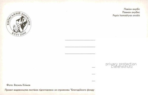 Affen Papio hamadryas anubis Pavian – Bild 2