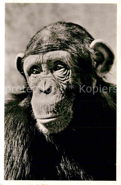 Affen Schimpanse München Tierpark Hellabrunn