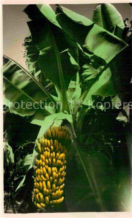 Bananen Las Palmas de Gran Canaria Plataneras