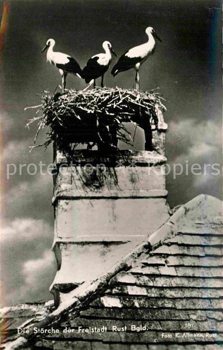 Storch Rust Foto-K.-Allmann-Nr. 181