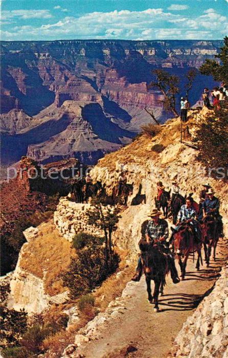 Cowboys Grand Canyon Arizona Daily Mule Train B