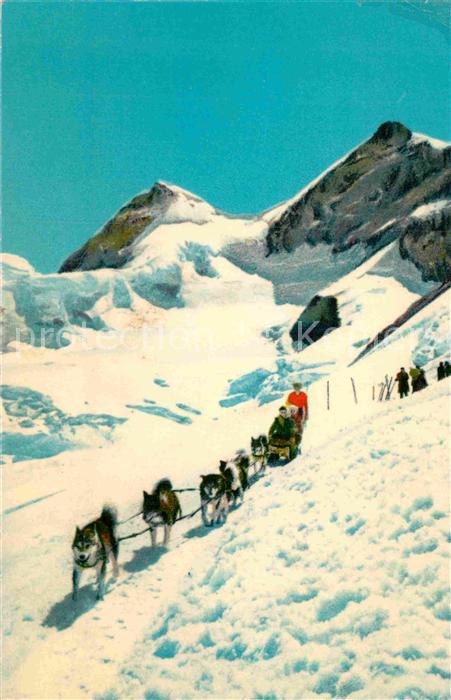 Hunde Polarhunde Jungfraujoch