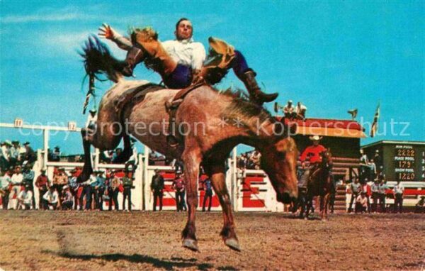 Pferdesport Pferderennen Reitsport Bronc Riding Calgary Stampede