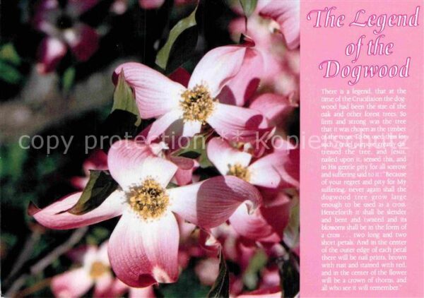 Blumen The Legend of the Dogwood