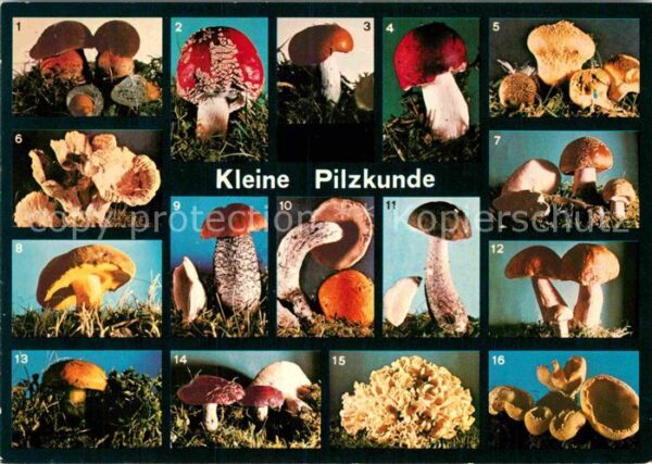 Lebensmittel Pilzkunde Hexenpilz Fliegenpilz Apfeltä