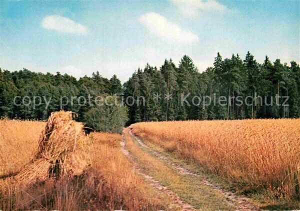 Landwirtschaft Getreide Wald Forst