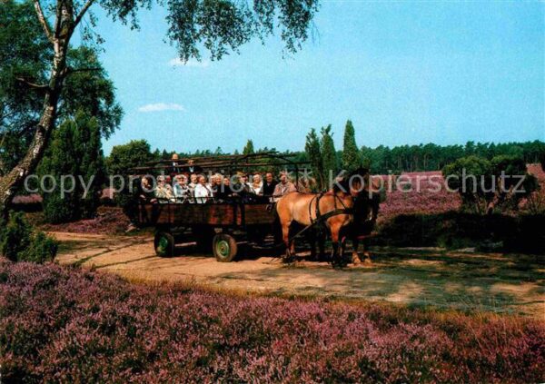 Pferdekutschen Kutschwagen Lüneburger Heide Zahrensen