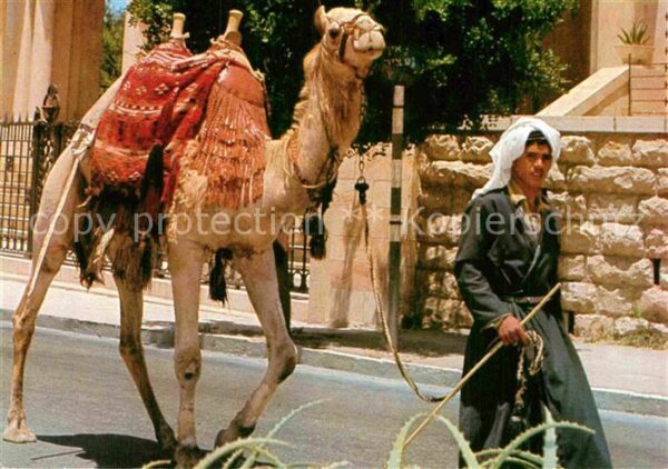 Kamel  Camel Chameau Jerusalem Old City Street Scene