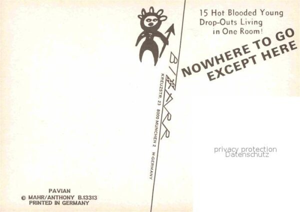 Affen Pavian – Bild 2