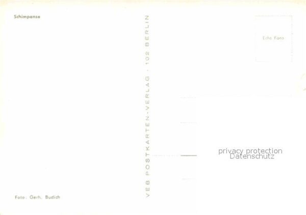 Affen Schimpanse – Bild 2